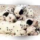 Dog Sweet Dreams Dalmatian Puppies A1 Xlarge Canvas