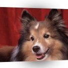Dog Sweetheart Sheltie A1 Xlarge Canvas