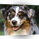 Dog Tack Australian Shepherd A1 Xlarge Canvas