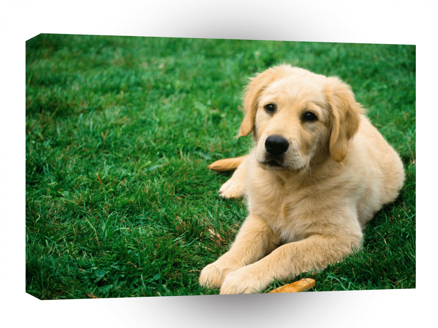 Dog Taking A Break A1 Xlarge Canvas
