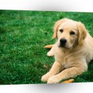 Dog Taking A Break A1 Xlarge Canvas