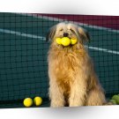 Dog Tennis Anyone A1 Xlarge Canvas