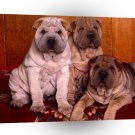 Dog Threes Company Puppies A1 Xlarge Canvas