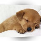 Dog Tired A1 Xlarge Canvas