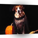 Dog Trick Or Treat A1 Xlarge Canvas