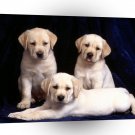 Dog Trinity Labrador Puppies A1 Xlarge Canvas
