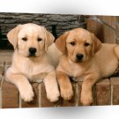 Dog Trouble Labrador Retrievers A1 Xlarge Canvas