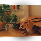 Dogs Doggy Bag A1 Xlarge Canvas