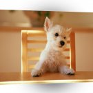 Dogs More Please A1 Xlarge Canvas