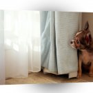 Dogs Scared Chinchilla A1 Xlarge Canvas