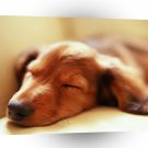 Dogs Sleeping All Day A1 Xlarge Canvas