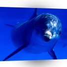 Dolphin Aquatic Curiosity Bottlenose A1 Xlarge Canvas