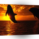 Dolphin Aquatic Symphony A1 Xlarge Canvas