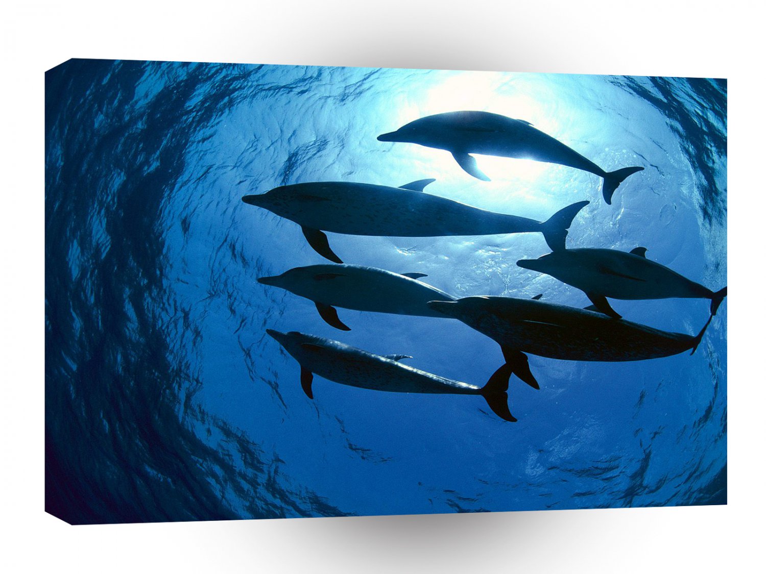 Dolphin Blue Exposure A1 Xlarge Canvas
