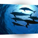 Dolphin Blue Exposure A1 Xlarge Canvas