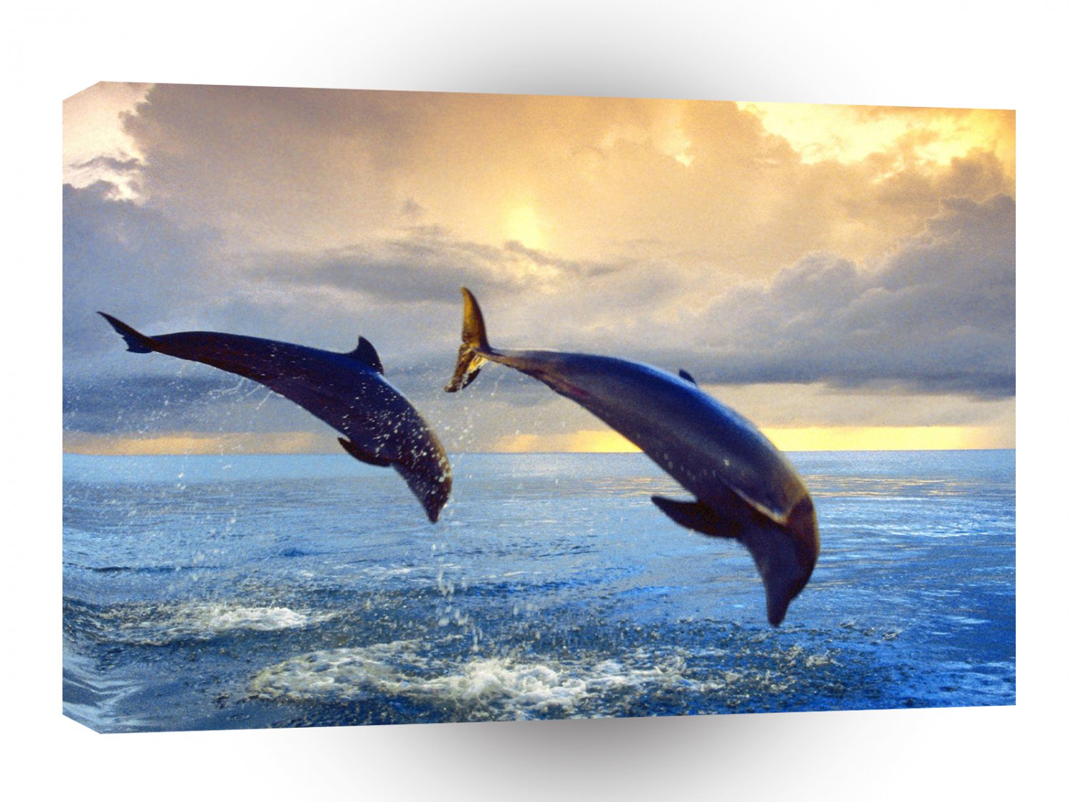 Dolphin Bottlenose A1 Xlarge Canvas