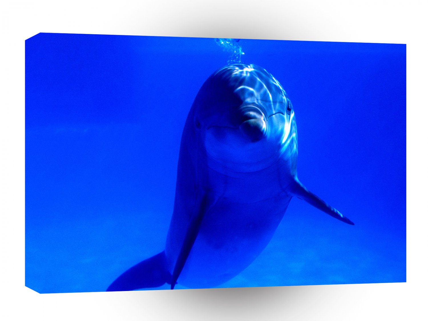 Dolphin Bright Idea Bottlenose A1 Xlarge Canvas