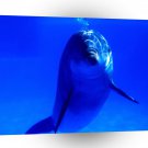 Dolphin Bright Idea Bottlenose A1 Xlarge Canvas