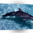Dolphin Casual Swim A1 Xlarge Canvas