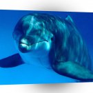 Dolphin Curiosity A1 Xlarge Canvas