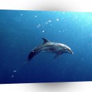 Dolphin Deep Blue Wonder A1 Xlarge Canvas