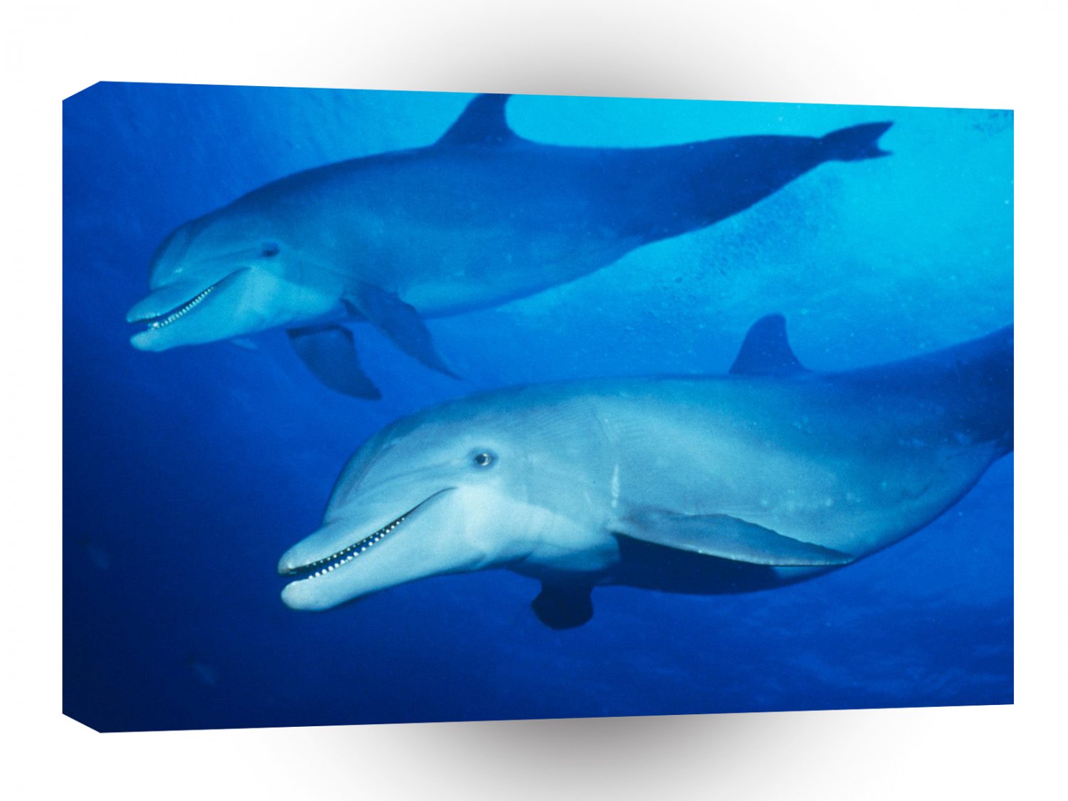 Dolphin Down Under A1 Xlarge Canvas