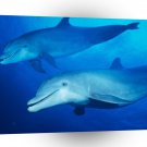 Dolphin Down Under A1 Xlarge Canvas