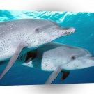 Dolphin Friends Little Bahama A1 Xlarge Canvas