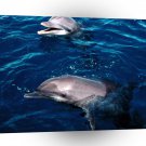 Dolphin Frolicking Honduras A1 Xlarge Canvas