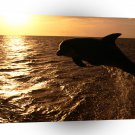 Dolphin Having Some Fun A1 Xlarge Canvas