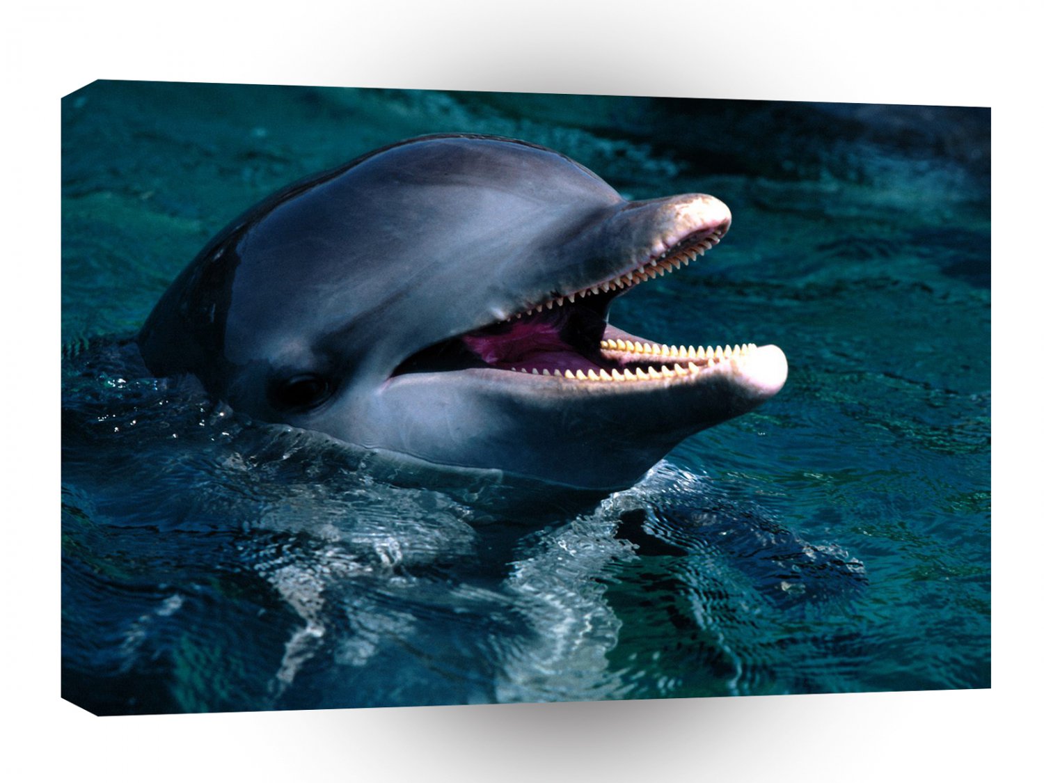 Dolphin Introduction Bottlenose A1 Xlarge Canvas