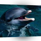 Dolphin Introduction Bottlenose A1 Xlarge Canvas