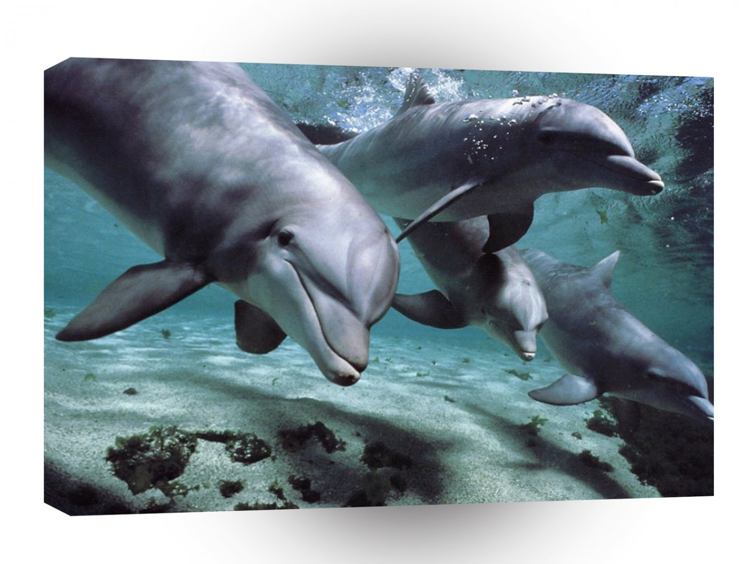 Dolphin Lets Play A1 Xlarge Canvas
