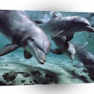 Dolphin Lets Play A1 Xlarge Canvas