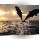 Dolphin Performing Artists Honduras A1 Xlarge Canvas