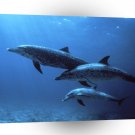 Dolphin Spotted Bahamas A1 Xlarge Canvas