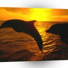 Dolphin Sunset Jump Honduras A1 Xlarge Canvas
