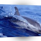Dolphin Surf Frolic Little Bahama A1 Xlarge Canvas
