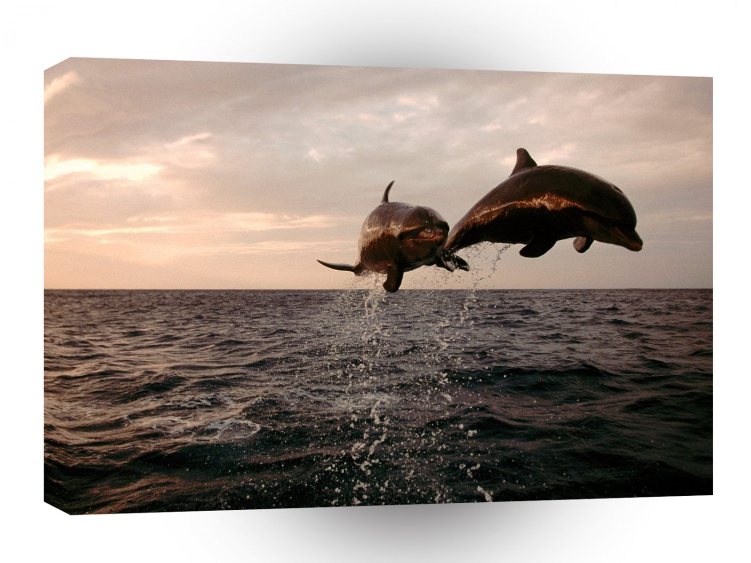 Dolphin Taking Flight Bottlenose A1 Xlarge Canvas