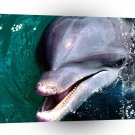 Dolphin Up Close A1 Xlarge Canvas