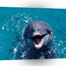 Dolphin Vocal A1 Xlarge Canvas