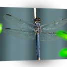 Dragonfly Close Up A1 Xlarge Canvas