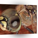 Dragonfly Eyes A1 Xlarge Canvas