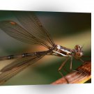 Dragonfly Landing A1 Xlarge Canvas