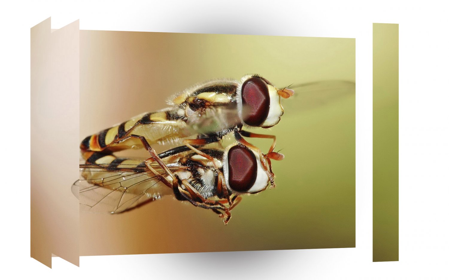 Dragonfly Mating Midair A1 Xlarge Canvas