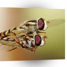 Dragonfly Mating Midair A1 Xlarge Canvas