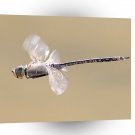 Dragonfly Mission Flight A1 Xlarge Canvas