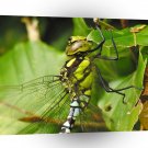 Dragonfly Multi Coloured A1 Xlarge Canvas