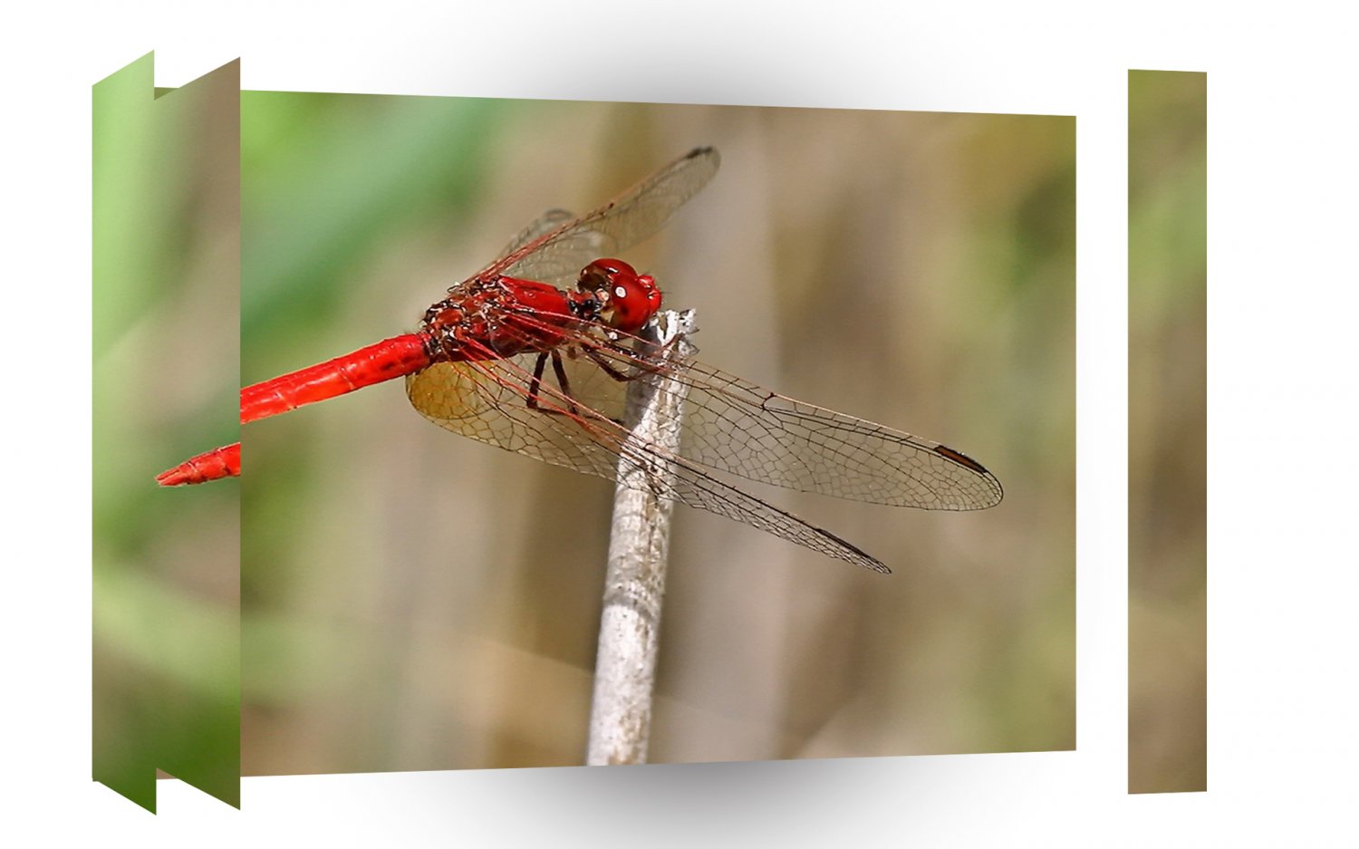 Dragonfly Red A1 Xlarge Canvas
