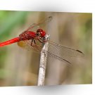 Dragonfly Red A1 Xlarge Canvas